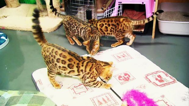Abenteuer Leben - Täglich - Donnerstag: Leoparden-katzen Im Größten Zoogeschäft Der Welt